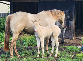 Elrbek Heatwave grullo champagne registered QH colt