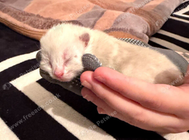 bicolor cat