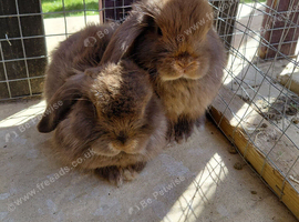 Vaccinated last 2 boys