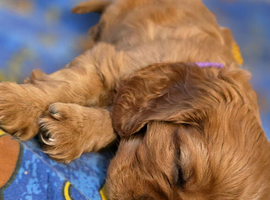 Beautiful Cavalier King Charles Spaniel
