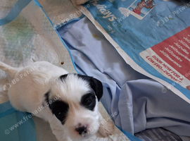 Shihpoo puppies for sale