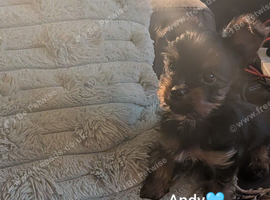 ANMACO KC Ped Toy Boy last Pup