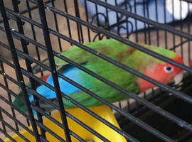 Love birds hen