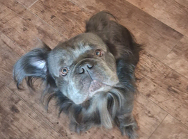 STUD: SOLID LILAC FLUFFY FRENCH BULLDOG STUD