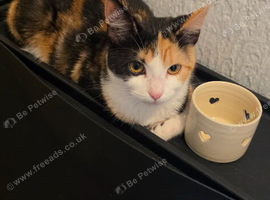 Female kitten
