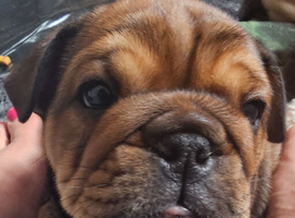 gorgeous English Bulldog puppies
