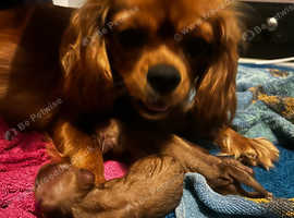 Puppy microchipping from &pound;10