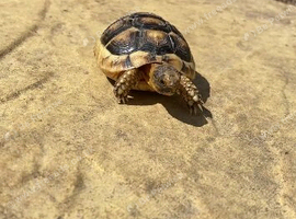 Marginated tortoise