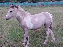 Welsh x filly