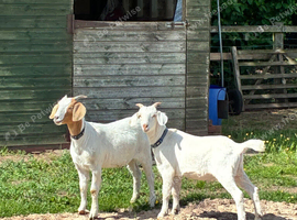 Boer x toggenburg