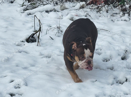 Female bulldog 4 years old