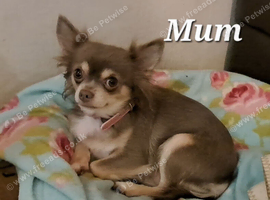 Beautiful Long Coat Chihuahua Puppies