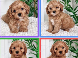 Beautiful little of Cavapoo puppies