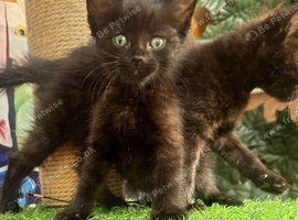 MALE AND FEMALE KITTENS TO RESERVE
