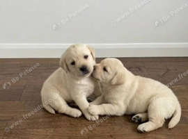 Labradorite retriever