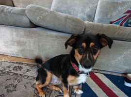 1 year old border terrier cross