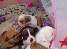 English bulldog cross Staffordshire bull terrier