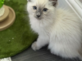 Female ragdoll kitten