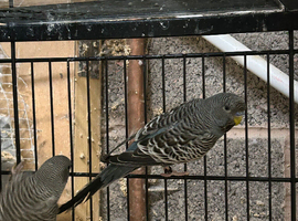 Grey Black face budgies