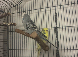 Two budgies and cage