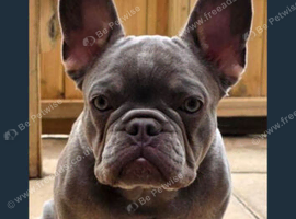 French bulldog bitch