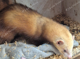 3 adult ferrets ....