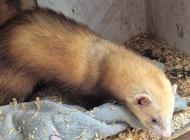 Hob ferret for sale