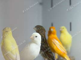 Canaries