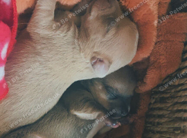 2 girls 1 boy chihuahuas for sale