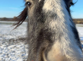 Welsh Cross cob