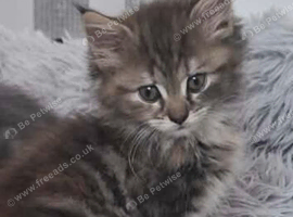 Long haired calico girls