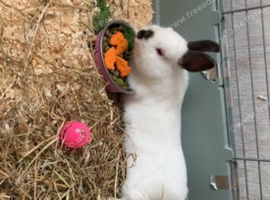 Netherland dwarf