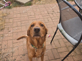 German Shepherd X Irish red setter male