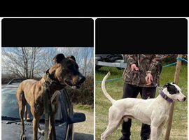 Bull greyhound pup