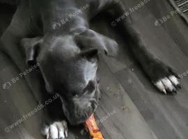 BLUE CANE CORSO