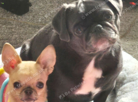 F1b Cocker Pug Puppies Boy & Girl