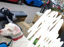 Pure white jack russel female
