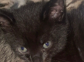 1 beautiful kittens