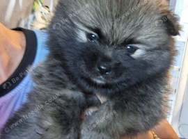 3 gorgeous pomeranian pups 4wks old
