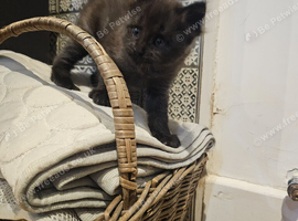 2 male maine coon