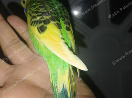 Hand reared tame budgie