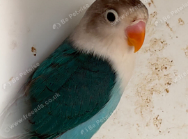 Blue mask Lovebird for sale