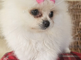 Beautiful pomeranian puppies