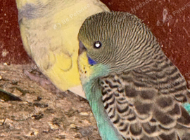 10 Baby Budgies