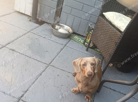Leo Miniture dachshund for sale