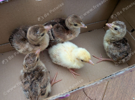 Peacock hatching Eggs