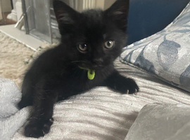 Baby Frank