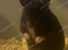 Free Syrian hamster
