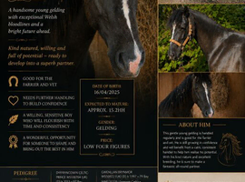 1.2yr Welsh D gelding