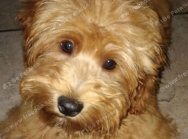 Cockapoo Toby Puppy
